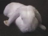 Bunny's Photo